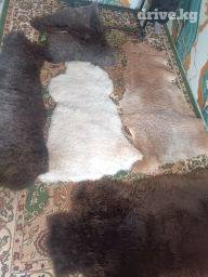 Продаются шкуры барана, выделанные. 3 шкуры целые, один на три куска