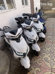 Сдаю в аренду: Мопед