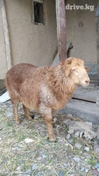 Портер, грузовые перевозки